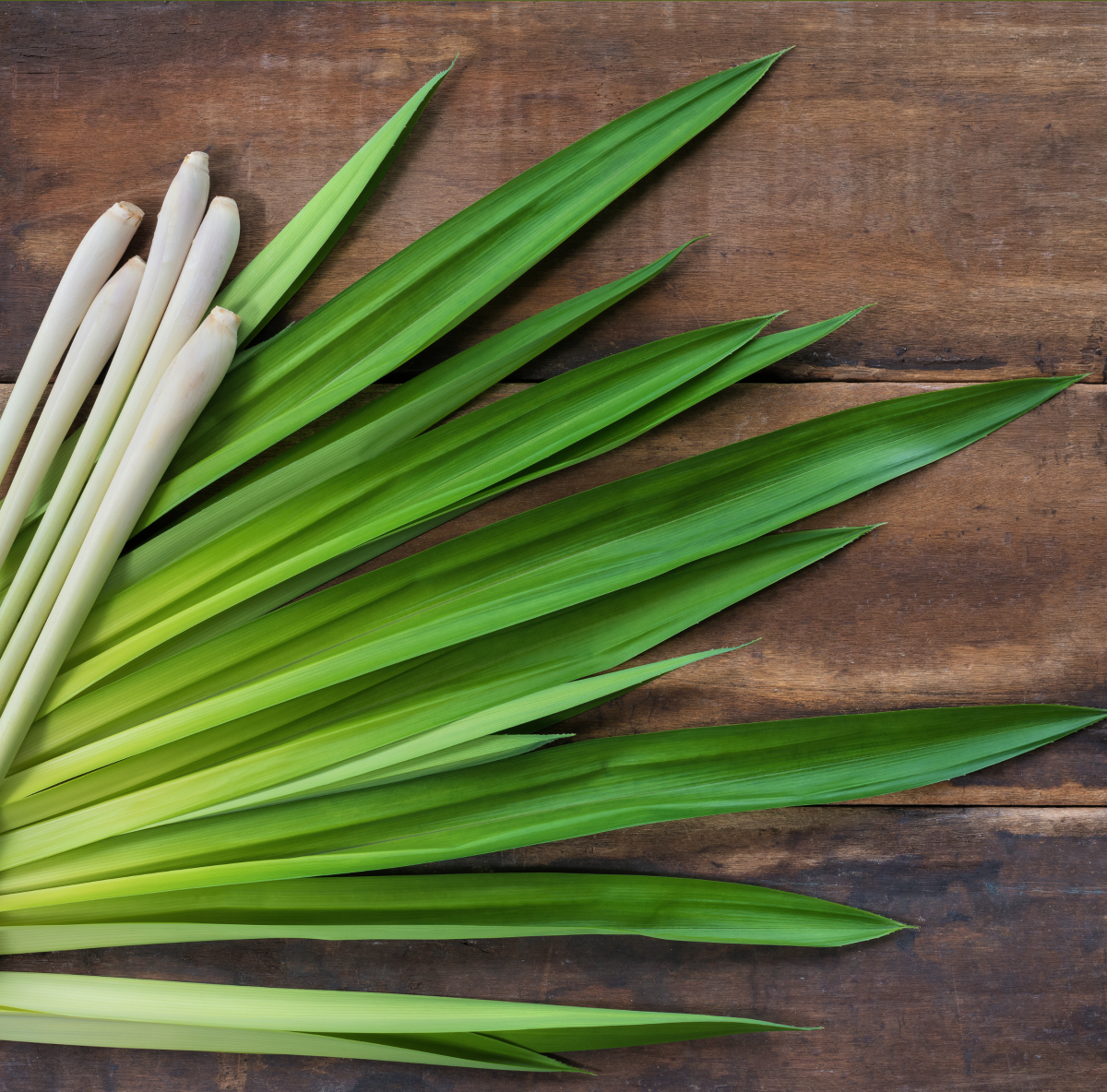 Divine Essentials Energy Oil – Natural Roll-On for Focus & Mood Boost