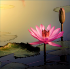 Divine Essential Sleep Oil™ – Nighttime Calm + Botanical Dream Support