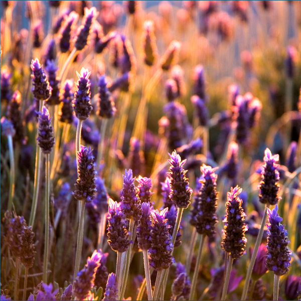 Divine Essential Sleep Oil™ – Nighttime Calm + Botanical Dream Support